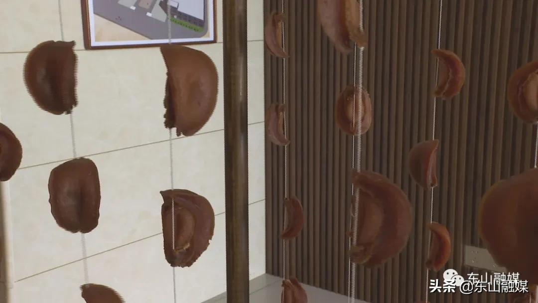 国家级水产新品种!漳州东山皇金鲍火了