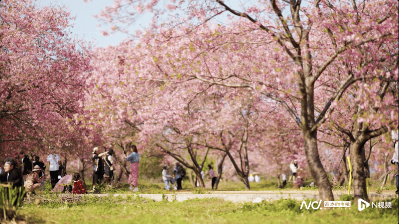 “桃花跑马”吸引近百万游客,“兰花长廊”年产值超30亿元