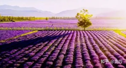 如何评价欧洲近代史上三大金融泡沫:荷兰郁金香泡沫,法国密西西比泡沫与英国南海泡沫?