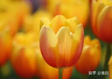 如何评价欧洲近代史上三大金融泡沫:荷兰郁金香泡沫,法国密西西比泡沫与英国南海泡沫?