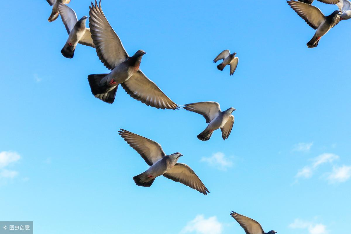 笨鸟先飞,聪明人选择不飞