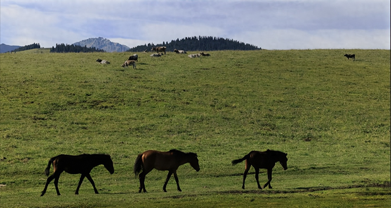 新疆的空中草原,随手拍下的风景都可以做壁纸