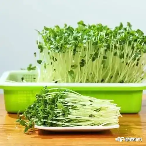 女性春季吃出健康来!