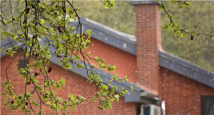 南京街头开始下起梧桐「毛毛雨」丨城市早报 20210331