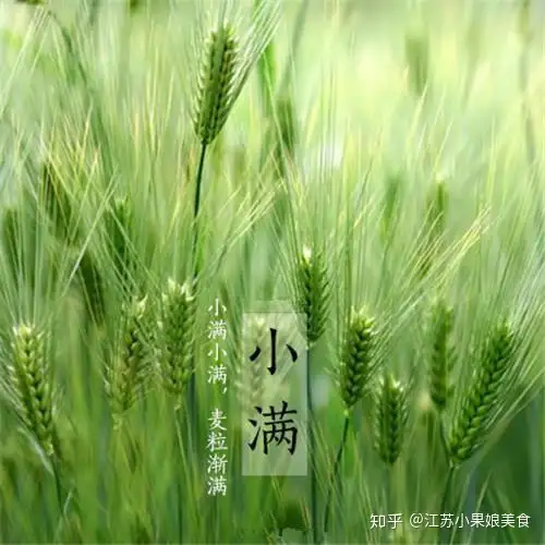 小满已至,初夏温柔意正浓