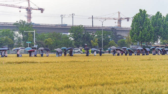 暖风迎小满,科技巧种田