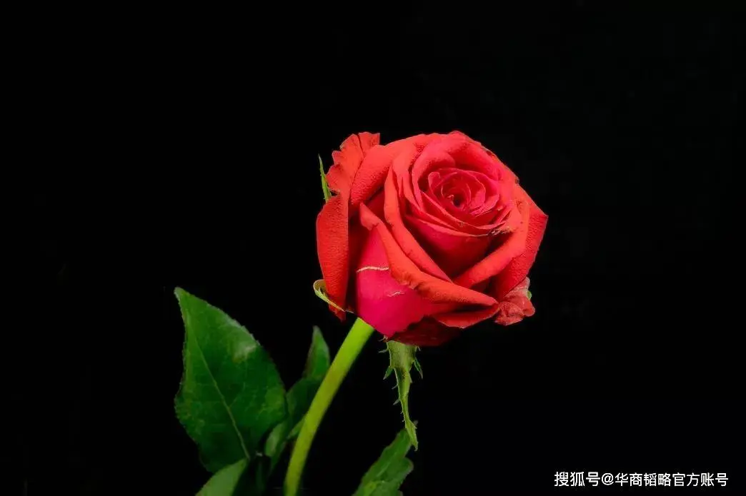 160亿支,这是云南送给世界的浪漫!