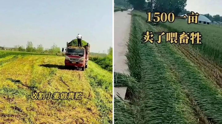 收割青储麦事件起因是“阴谋”还是“管控”,争论激烈,你怎么看?