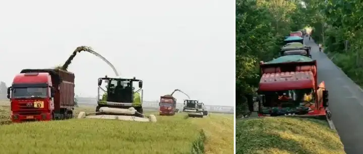 收割青储麦事件起因是“阴谋”还是“管控”,争论激烈,你怎么看?