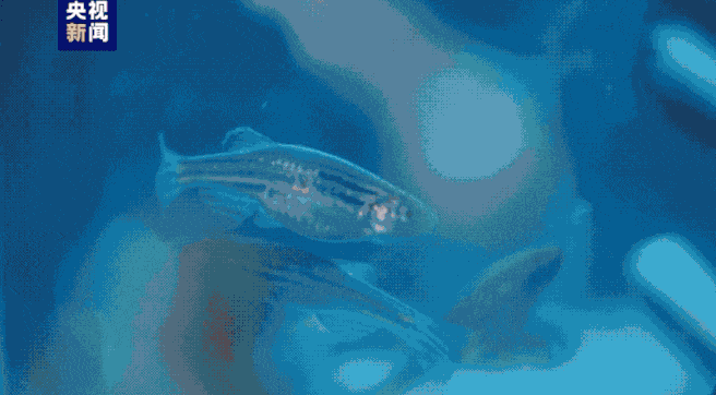 在轨一个月!神十八乘组都在忙些什么?