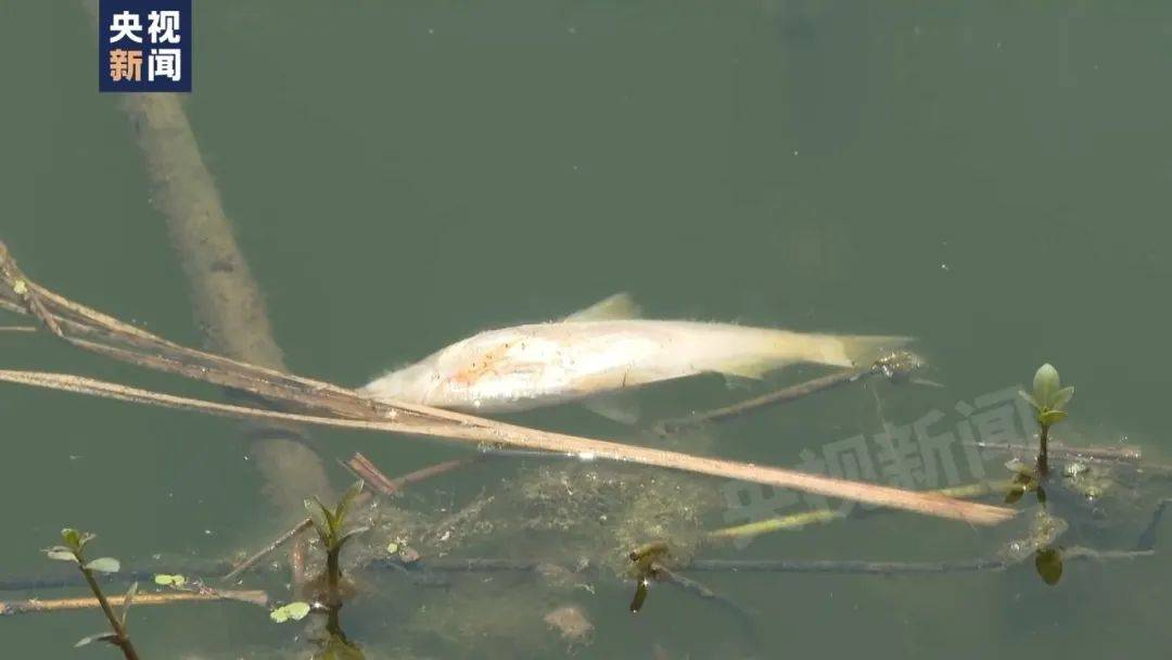 安徽:组成联合调查组彻查滁河水体污染事件,严肃追责问责