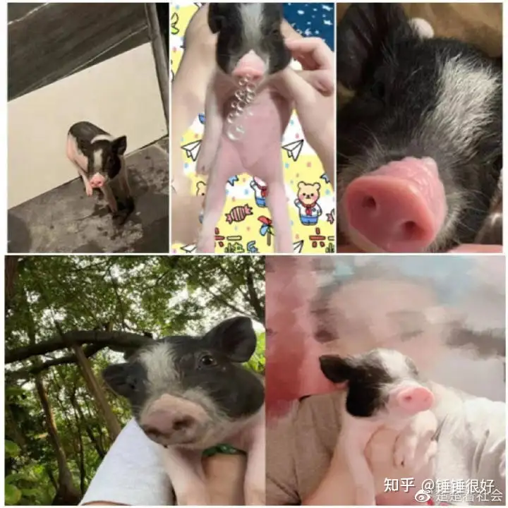 托运宠物回国,托运公司竟偷渡,导致宠物被查扣