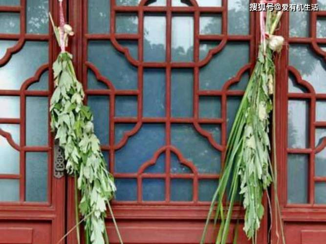 端午节的习俗:端午节为什么要挂艾草