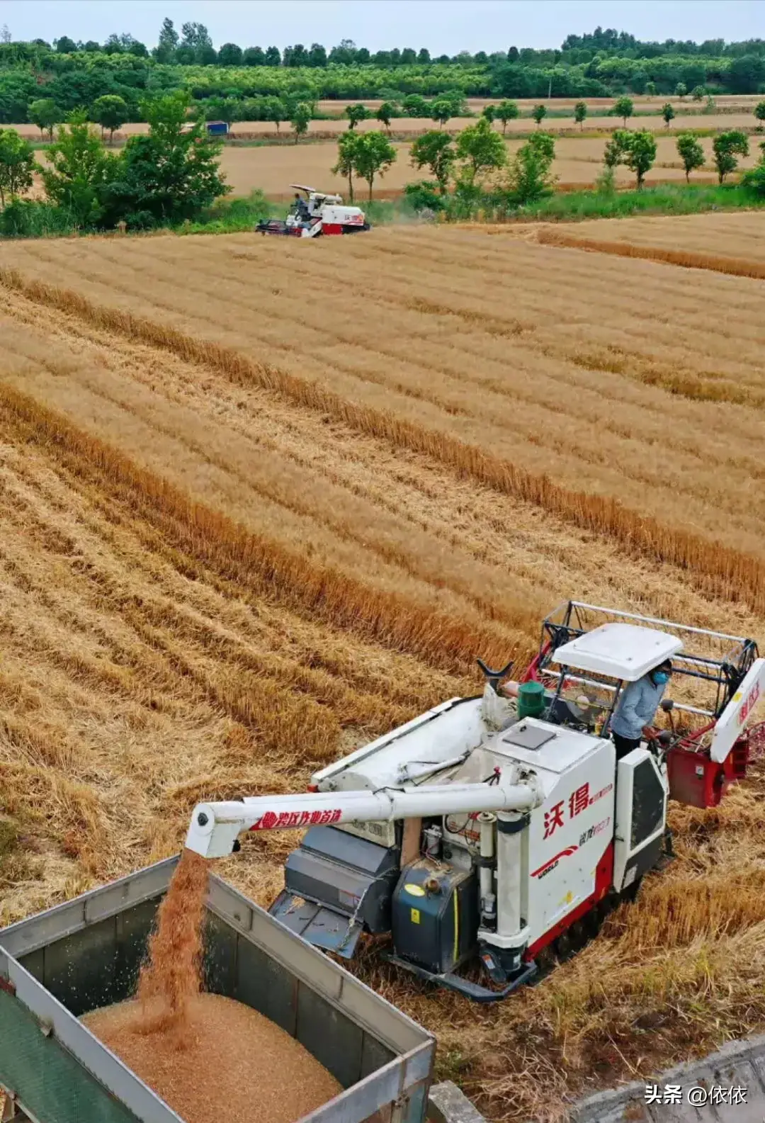安阳千亩无人农场实现小麦收割,农业智能化迈出新步伐!-安阳周边农场