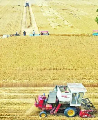 安阳千亩无人农场实现小麦收割,农业智能化迈出新步伐!-安阳周边农场