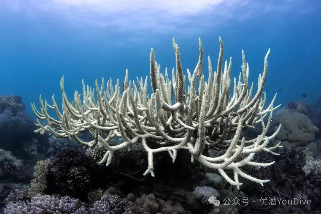 海洋高温拉警报!NOAA证实:全球第四次大规模珊瑚白化,过半数珊瑚礁陷入危机...-全球珊瑚白化事件