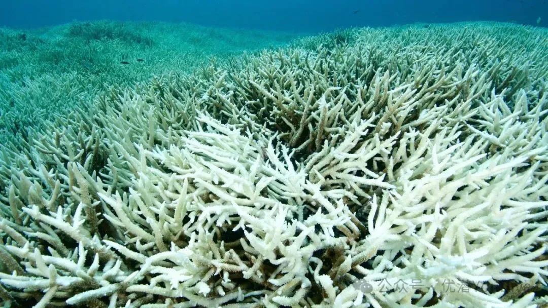 海洋高温拉警报!NOAA证实:全球第四次大规模珊瑚白化,过半数珊瑚礁陷入危机...-全球珊瑚白化事件