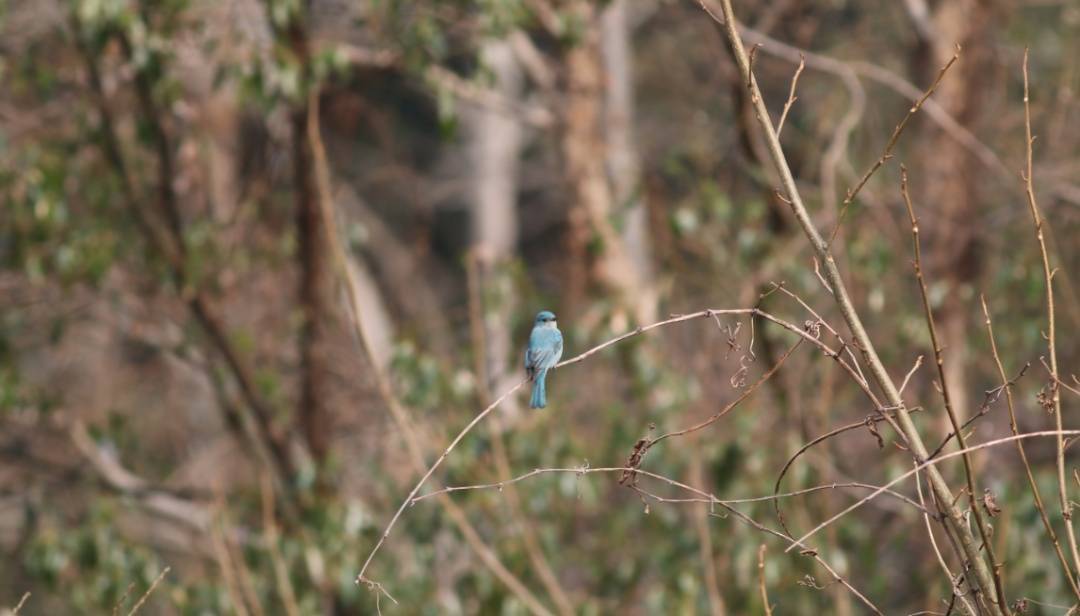 安徽多地发现珍稀鸟类-安徽有什么稀有动物图片
