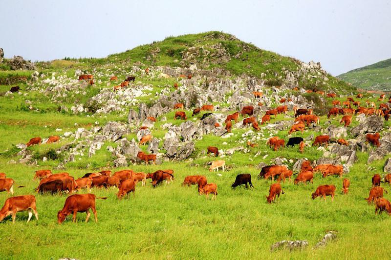 贵州有多美?绿水青山回答你-贵州景色美吗