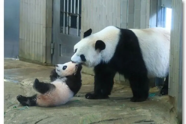 这个网红很嚣张,过生日发了张“粑粑照”给粉丝当福利-网红生日祝福语录简短