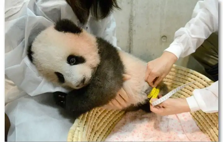 这个网红很嚣张,过生日发了张“粑粑照”给粉丝当福利-网红生日祝福语录简短