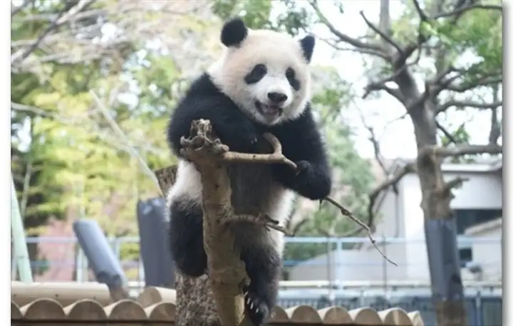 这个网红很嚣张,过生日发了张“粑粑照”给粉丝当福利-网红生日祝福语录简短
