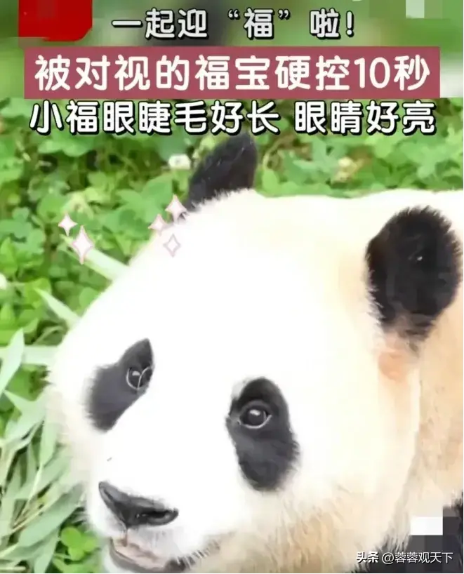 福宝全球直播营业了!评论区里闹翻天!请不要搞韩国饭圈那一套!-福宝集团