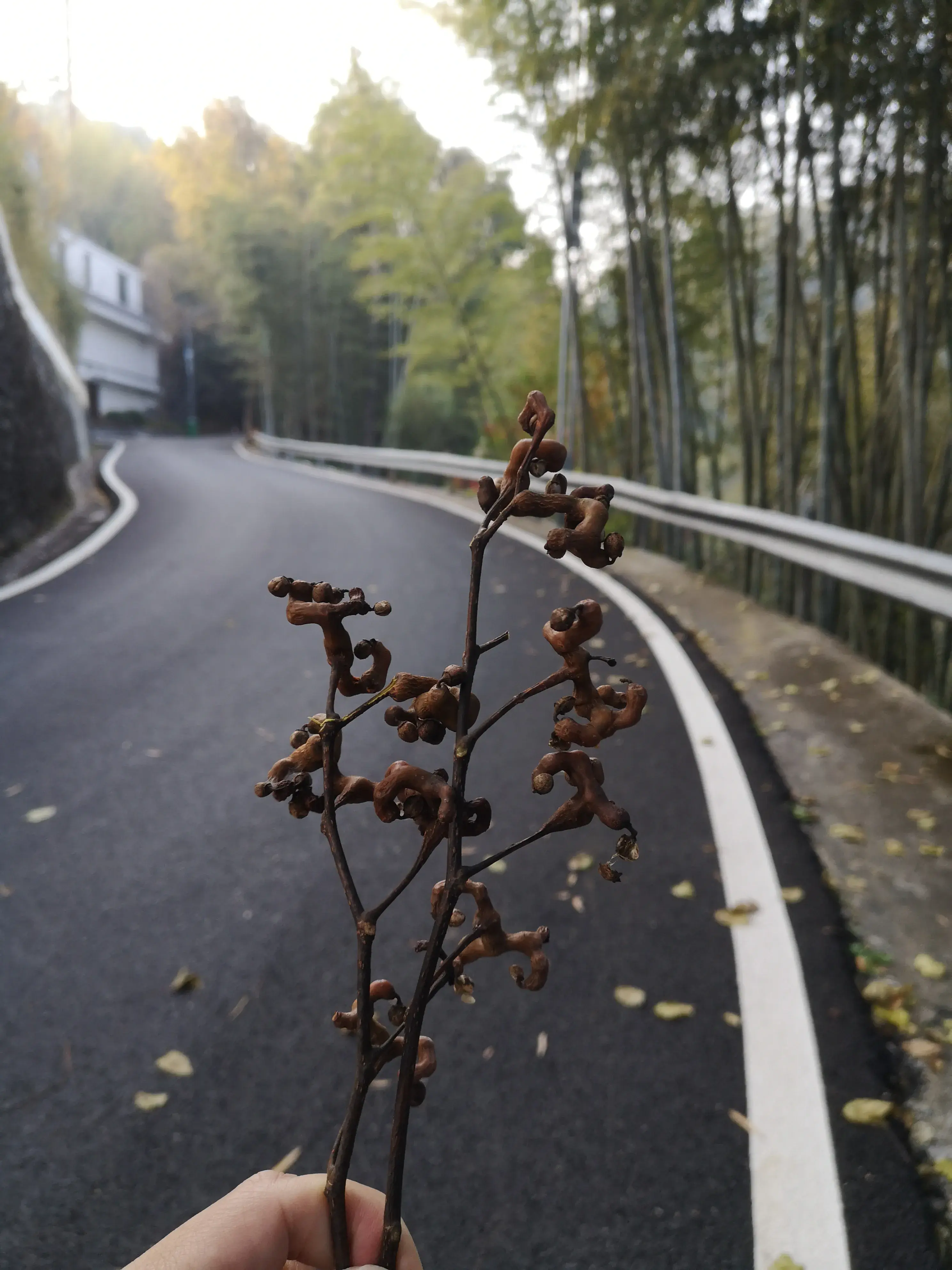 崇义,一个来了就不想走的地方-一个来了就走不了的城市