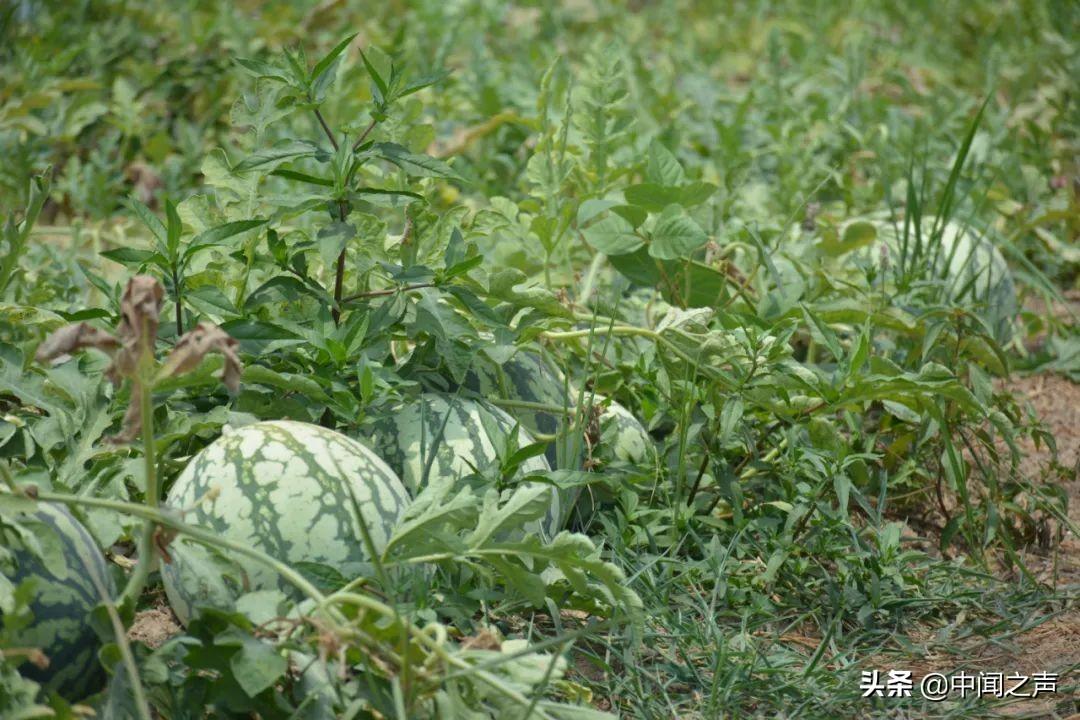 20余万斤西瓜滞销,“吃瓜群众”快来帮忙-西瓜滞销解决方案有哪些问题