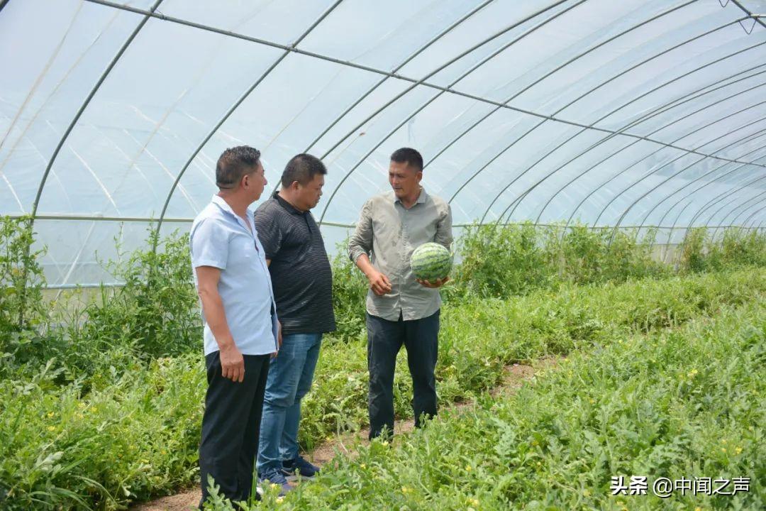 20余万斤西瓜滞销,“吃瓜群众”快来帮忙-西瓜滞销解决方案有哪些问题