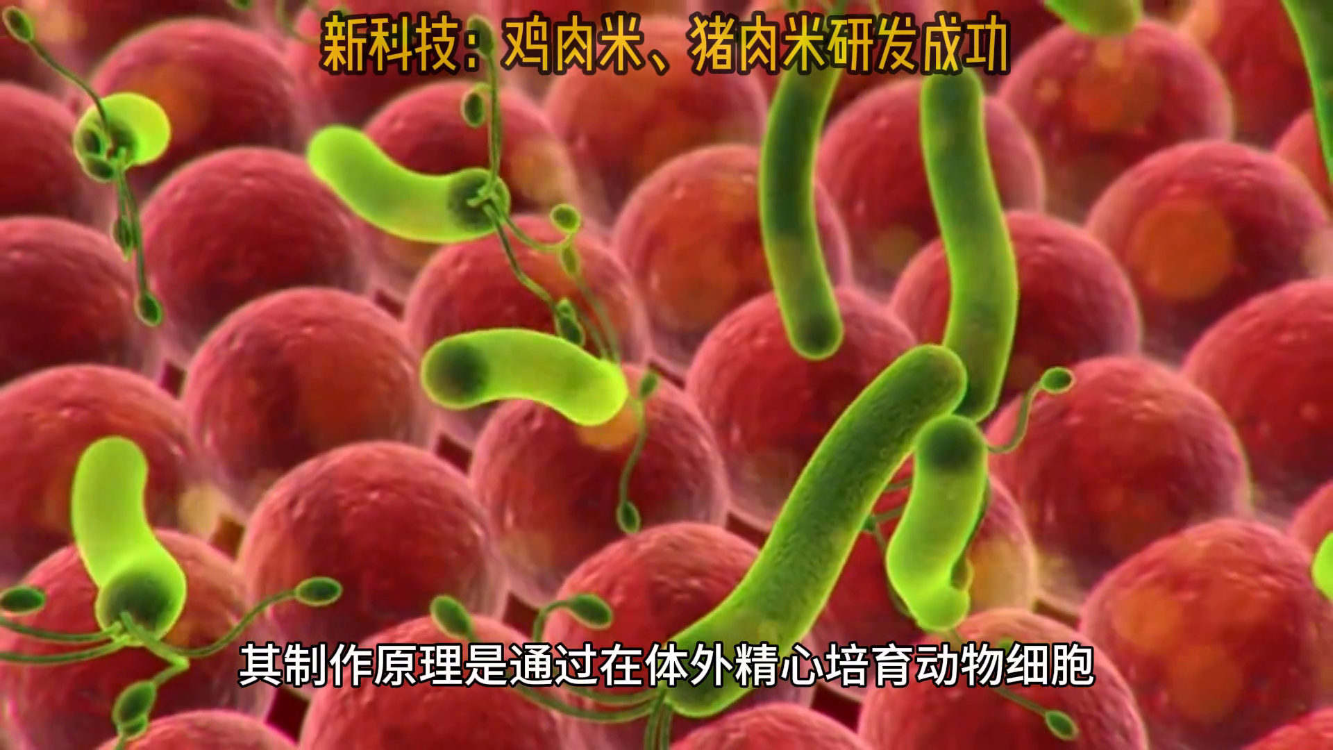 米里含肉!我国成功研发出猪肉米,可实现营养均衡-米猪肉里的米粒是硬的还是软的