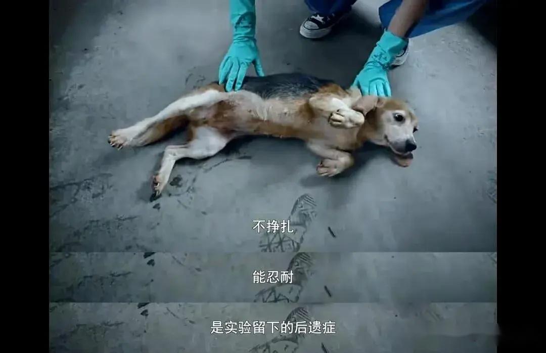 霍思燕杜江收养实验犬!视频背后让人泪目。-杜江霍思燕家的狗是什么狗