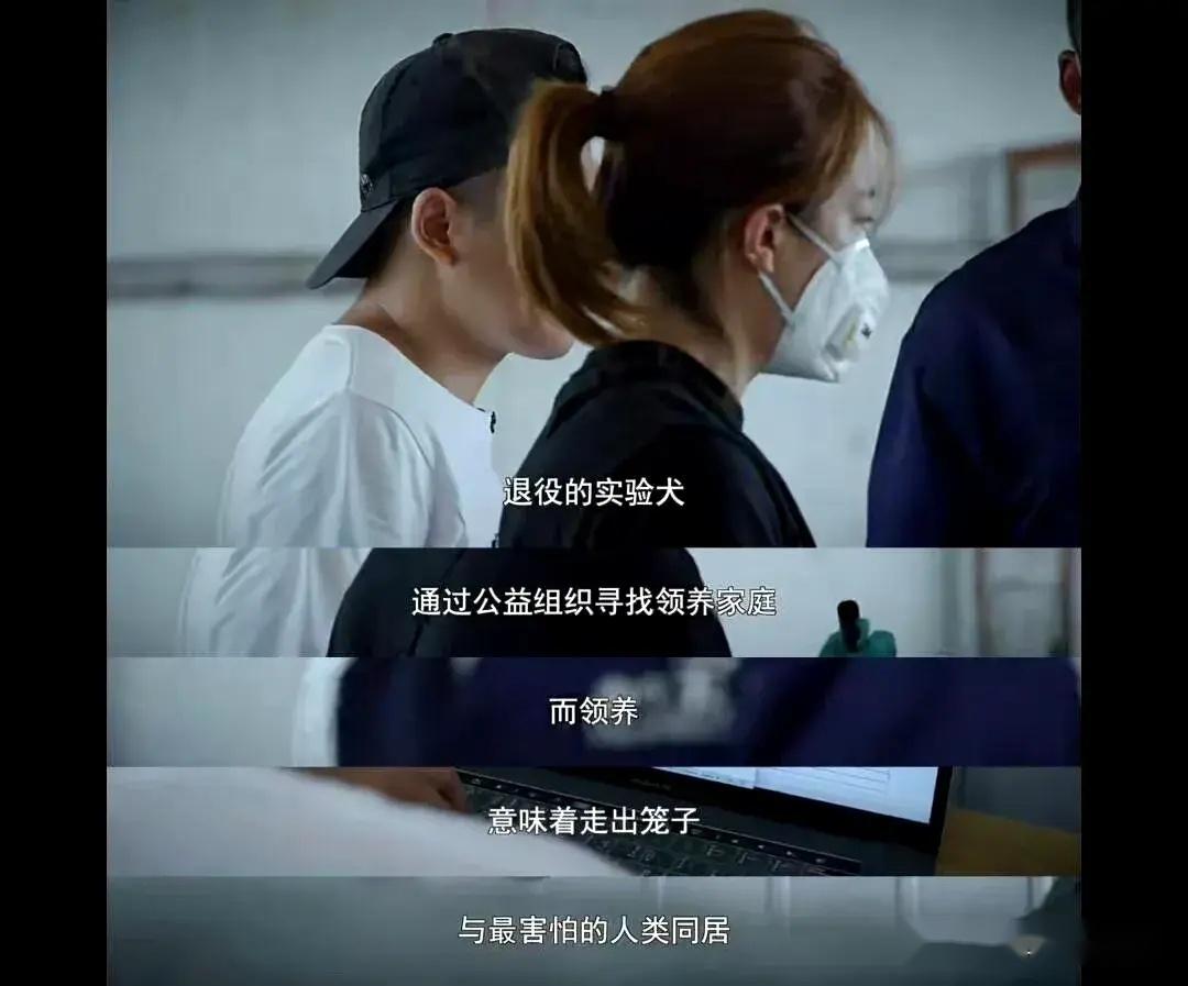 霍思燕杜江收养实验犬!视频背后让人泪目。-杜江霍思燕家的狗是什么狗