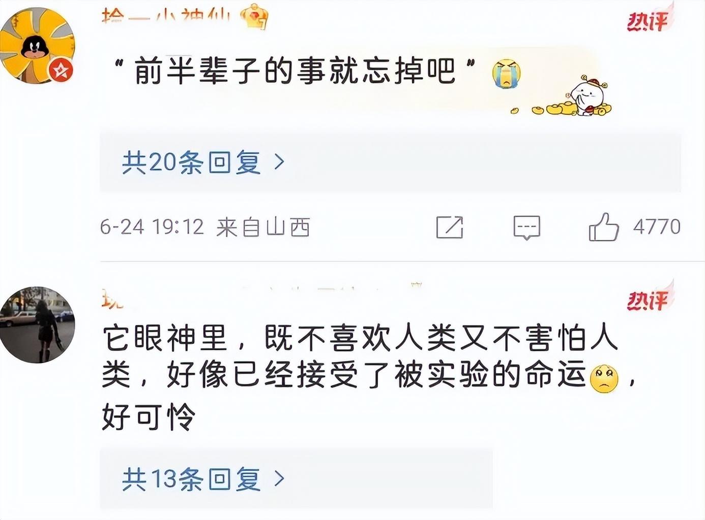 霍思燕杜江收养实验犬!视频背后让人泪目。-杜江霍思燕家的狗是什么狗