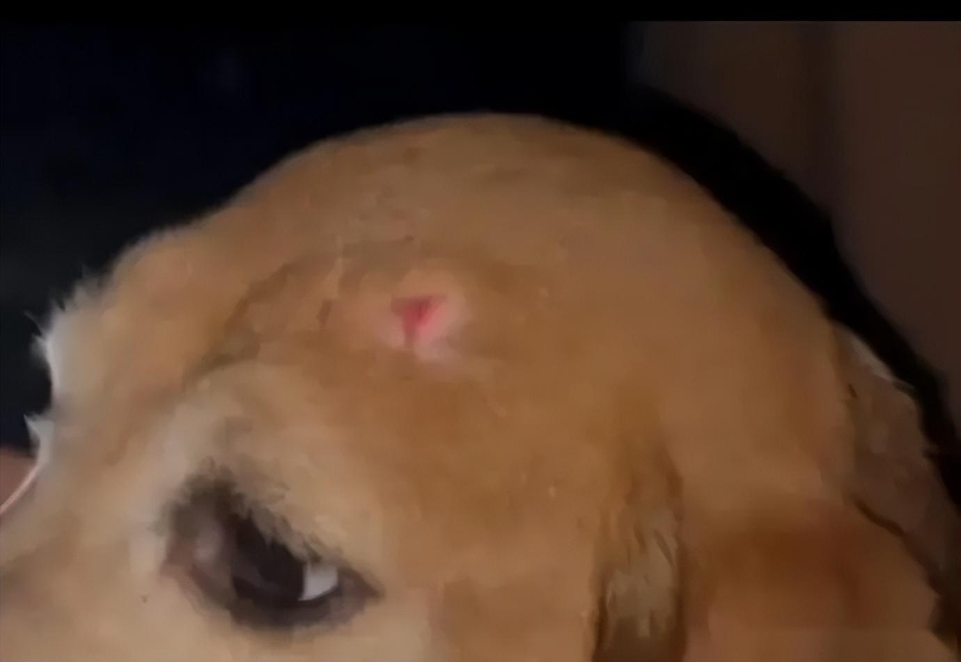 霍思燕杜江收养实验犬!视频背后让人泪目。-杜江霍思燕家的狗是什么狗