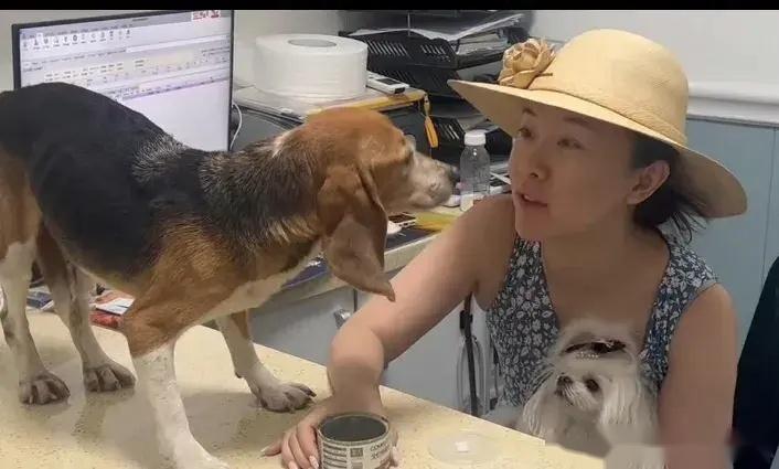 霍思燕杜江收养实验犬!视频背后让人泪目。-杜江霍思燕家的狗是什么狗