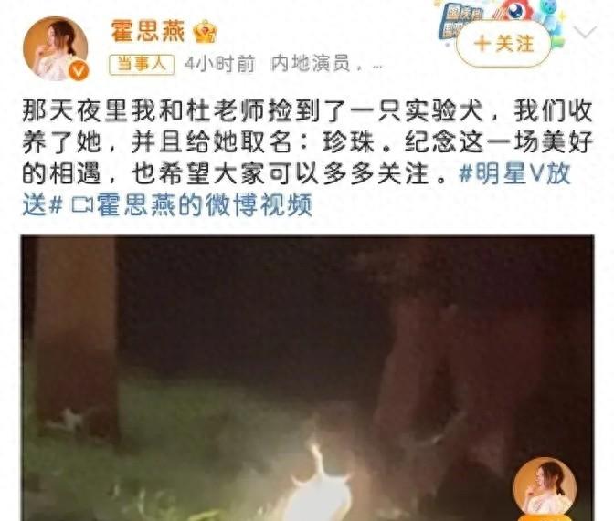 霍思燕杜江领养实验犬?3天后变化惊人,网友:这才是真明星-杜江霍思燕分居