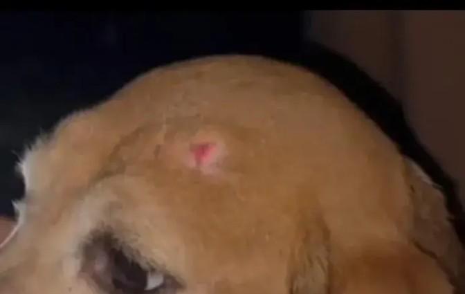 霍思燕杜江领养实验犬?3天后变化惊人,网友:这才是真明星-杜江霍思燕分居