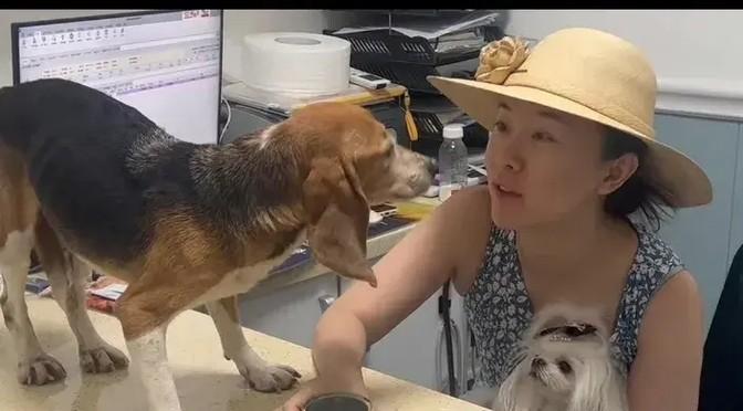 霍思燕杜江领养实验犬?3天后变化惊人,网友:这才是真明星-杜江霍思燕分居