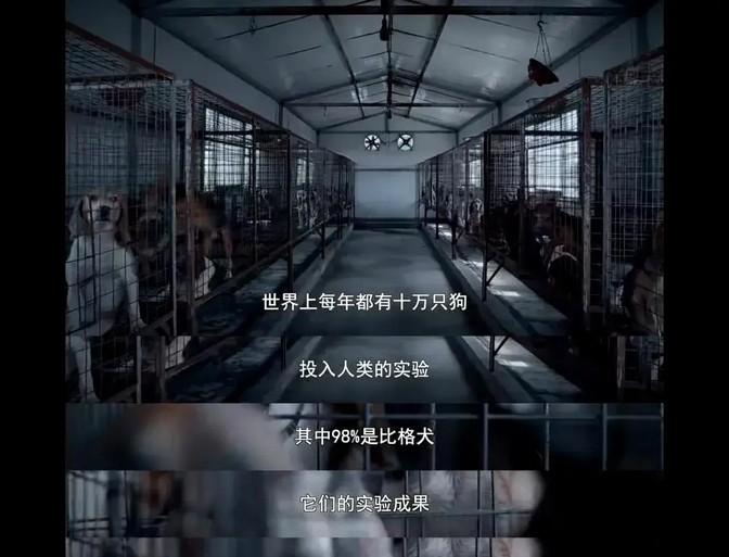 霍思燕杜江领养实验犬?3天后变化惊人,网友:这才是真明星-杜江霍思燕分居