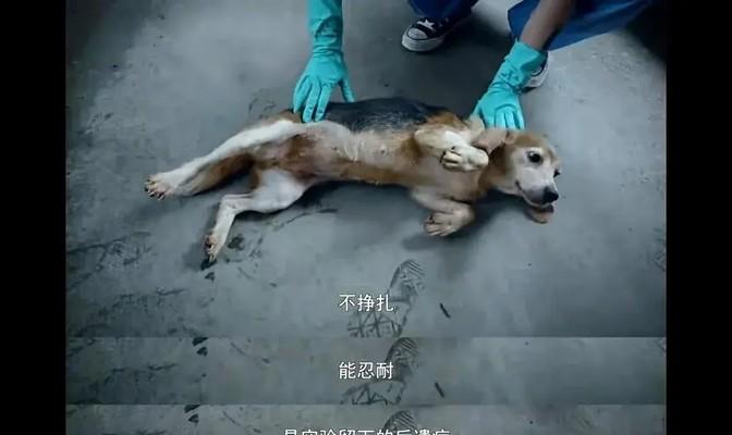 霍思燕杜江领养实验犬?3天后变化惊人,网友:这才是真明星-杜江霍思燕分居
