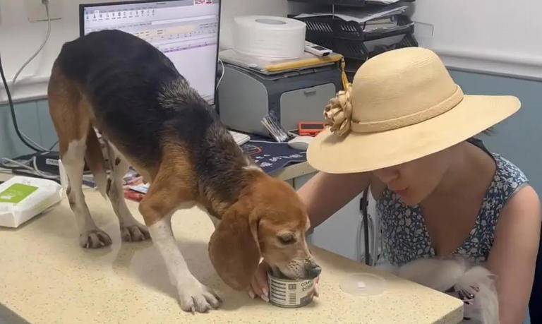霍思燕收养的比格犬什么来头?关注那些公众视野之外的实验犬-霍思燕养宠物