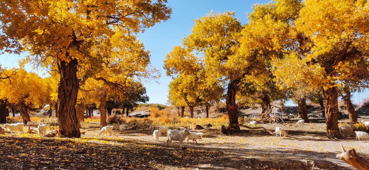 “藏着半个中国”的内蒙古,到底有多美?-内蒙古的美景有哪些