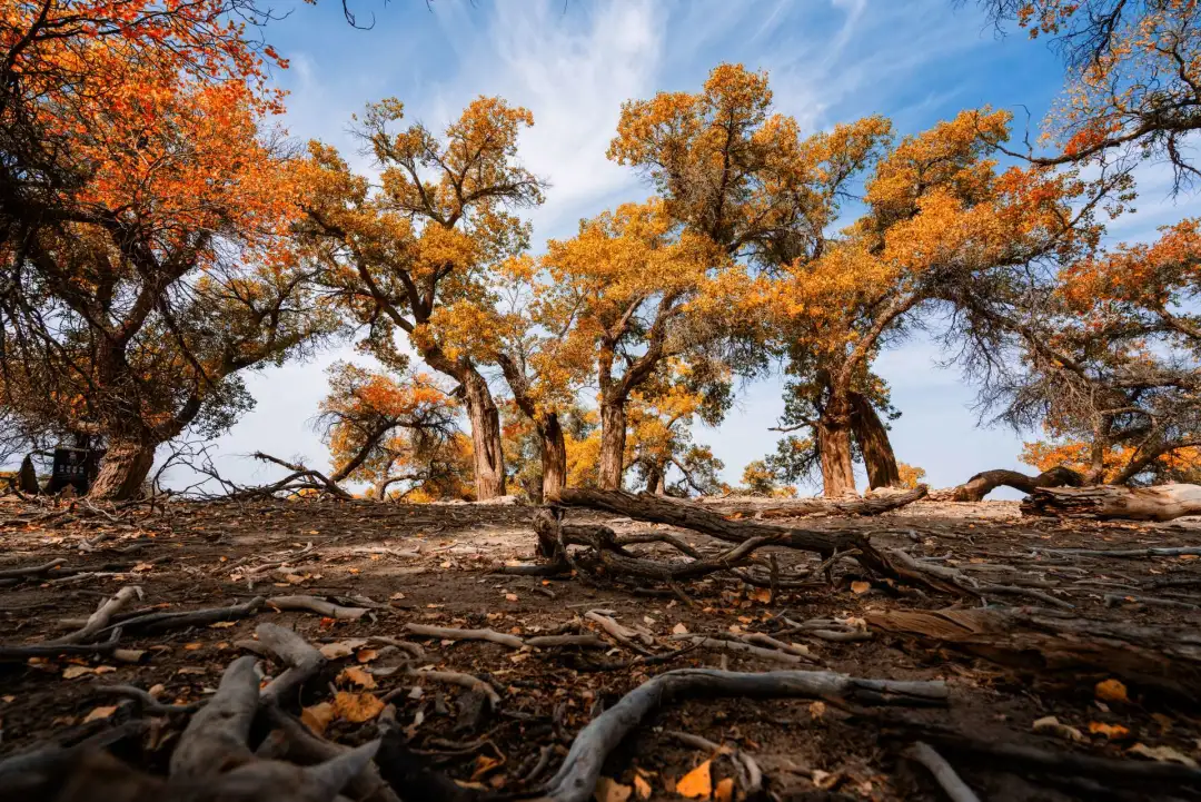 被国家地理评为“秋日必去”,10月的内蒙古,到底有多美?-内蒙10月份天气冷吗?