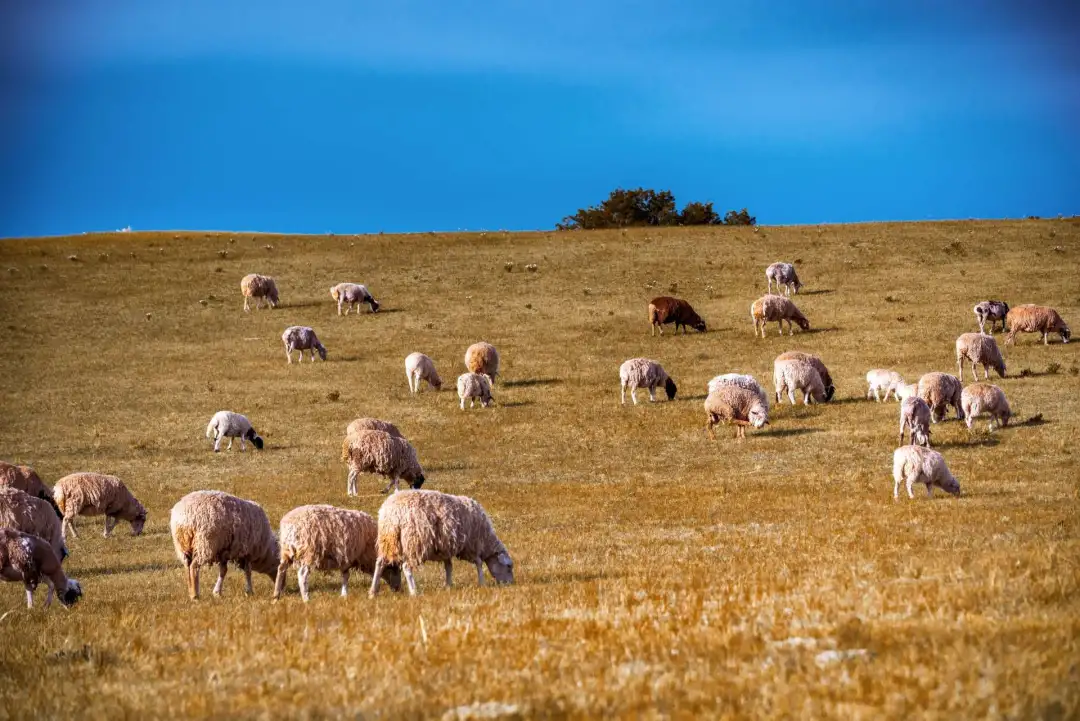 被国家地理评为“秋日必去”,10月的内蒙古,到底有多美?-内蒙10月份天气冷吗?