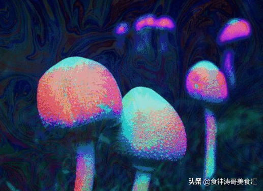 又到了魔幻的季节,年年中毒年年吃,云南人为何爱吃菌子-云南人吃菌子表情包