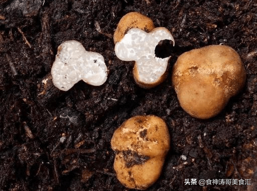 又到了魔幻的季节,年年中毒年年吃,云南人为何爱吃菌子-云南人吃菌子表情包