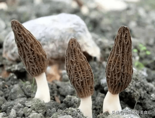 又到了魔幻的季节,年年中毒年年吃,云南人为何爱吃菌子-云南人吃菌子表情包