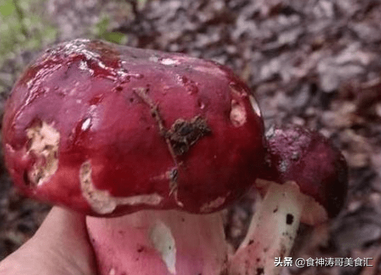 又到了魔幻的季节,年年中毒年年吃,云南人为何爱吃菌子-云南人吃菌子表情包