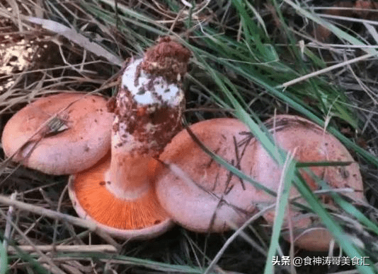 又到了魔幻的季节,年年中毒年年吃,云南人为何爱吃菌子-云南人吃菌子表情包